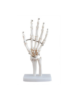 LIFE SIZE HAND JOINTS